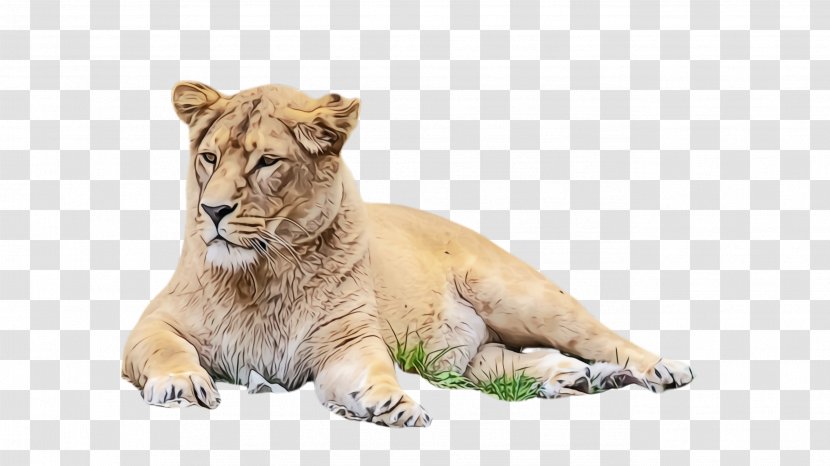 Wildlife Lion Terrestrial Animal Big Cats Whiskers - Snout Transparent PNG