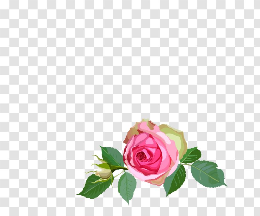 Garden Roses Floral Design Centifolia Flower - Royaltyfree Transparent PNG