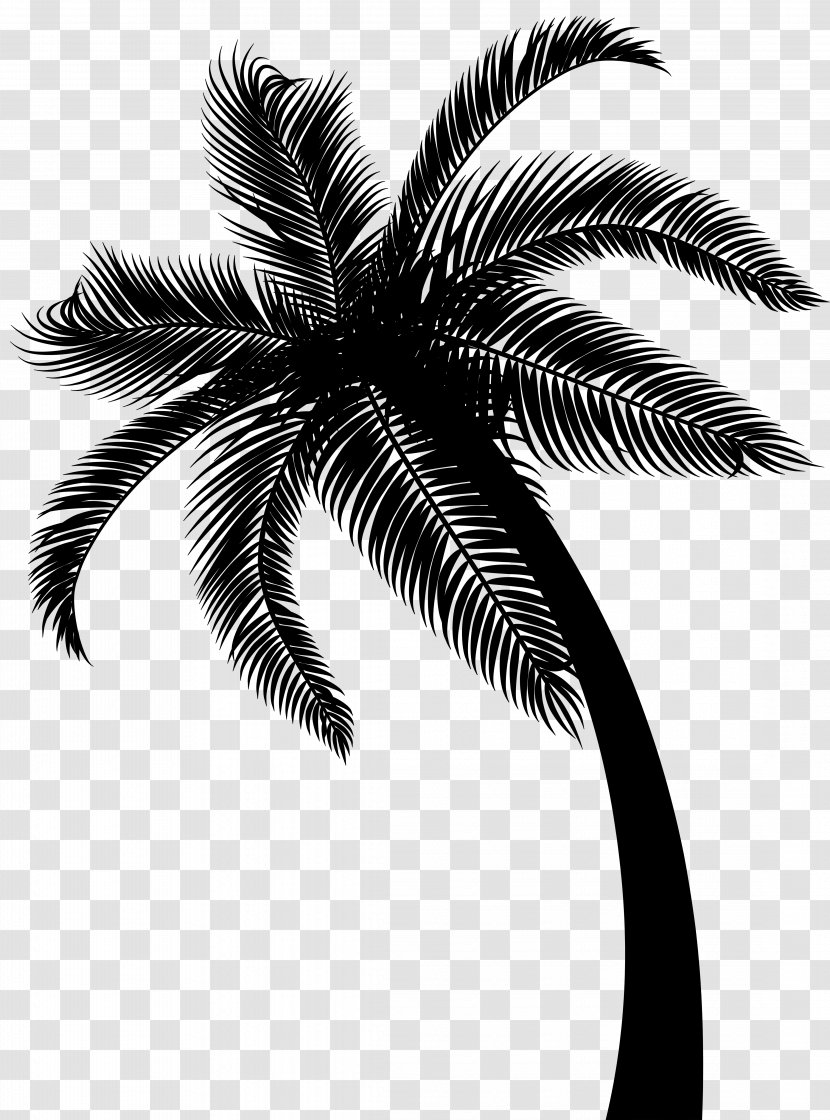Coconut Date Palm Leaf Trees Transparent PNG