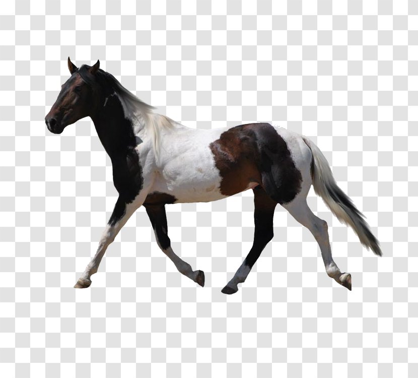 American Paint Horse Mustang Konik - Spotted Transparent PNG