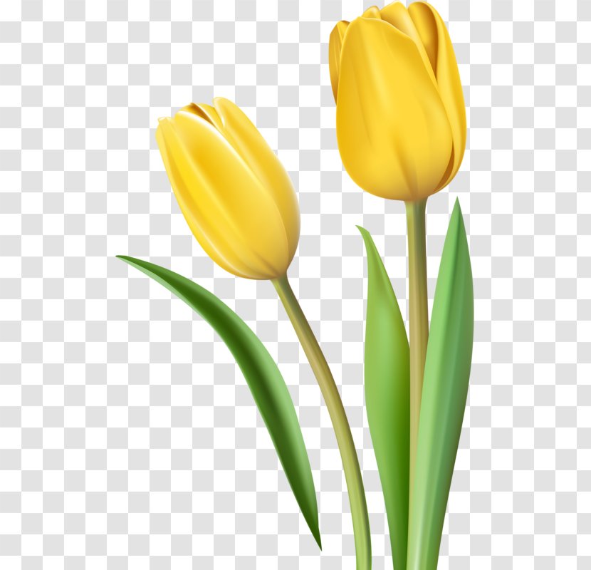 Tulip Yellow Cut Flowers - Seed Plant Transparent PNG