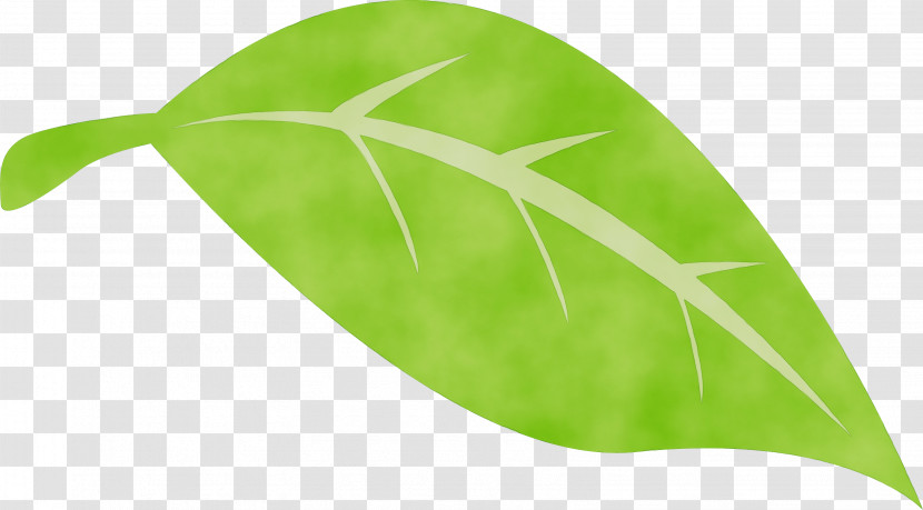 Leaf Plant Stem Green Plants Biology Transparent PNG