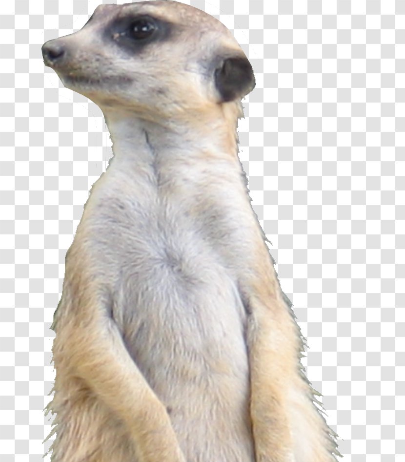 Meerkat Whiskers Fur Snout Terrestrial Animal - Mongoose Transparent PNG