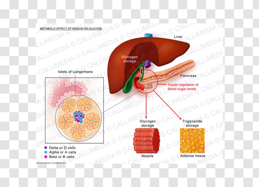 Insulin Carbohydrate Hormone Therapy Adipose Tissue - Watercolor - Fore Effect Transparent PNG