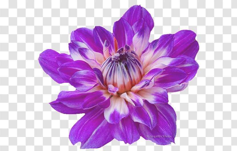 Dahlia PaintShop Pro Angelika Film Center Ulead PhotoImpact PlayStation Portable - Playstation - Chrysanthemum Transparent PNG