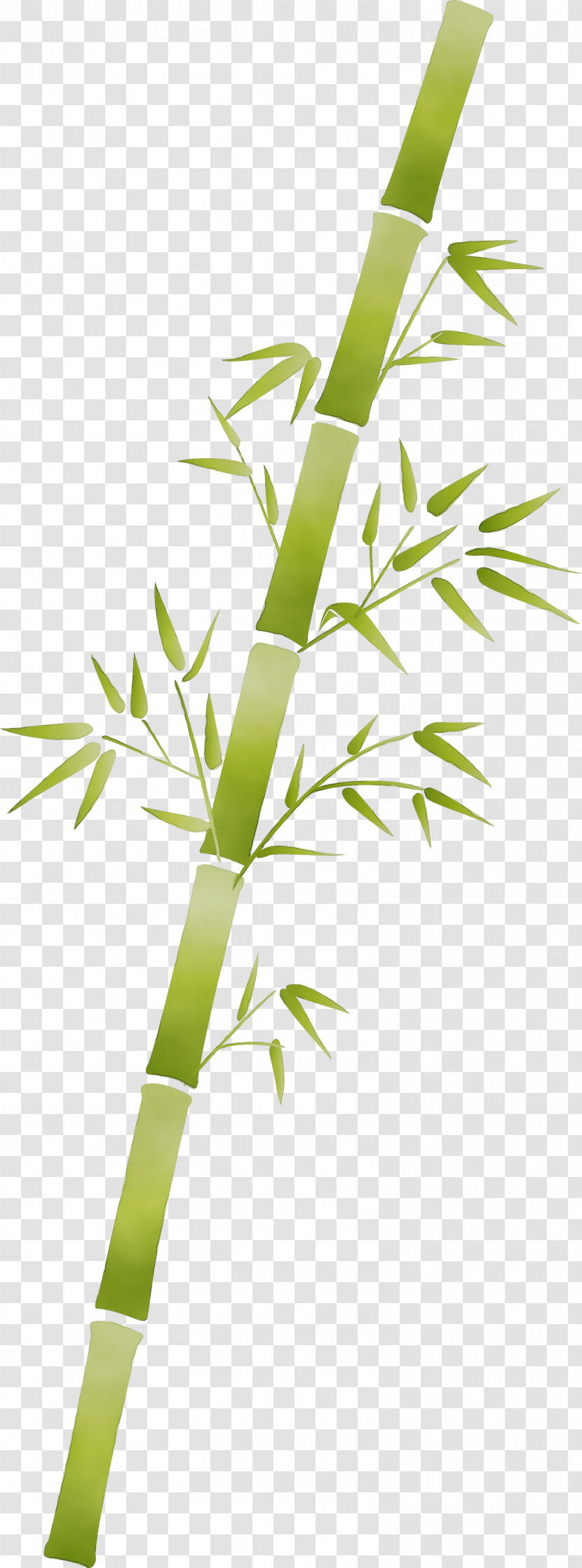 Leaf Plant Plant Stem Bamboo Flower Transparent PNG