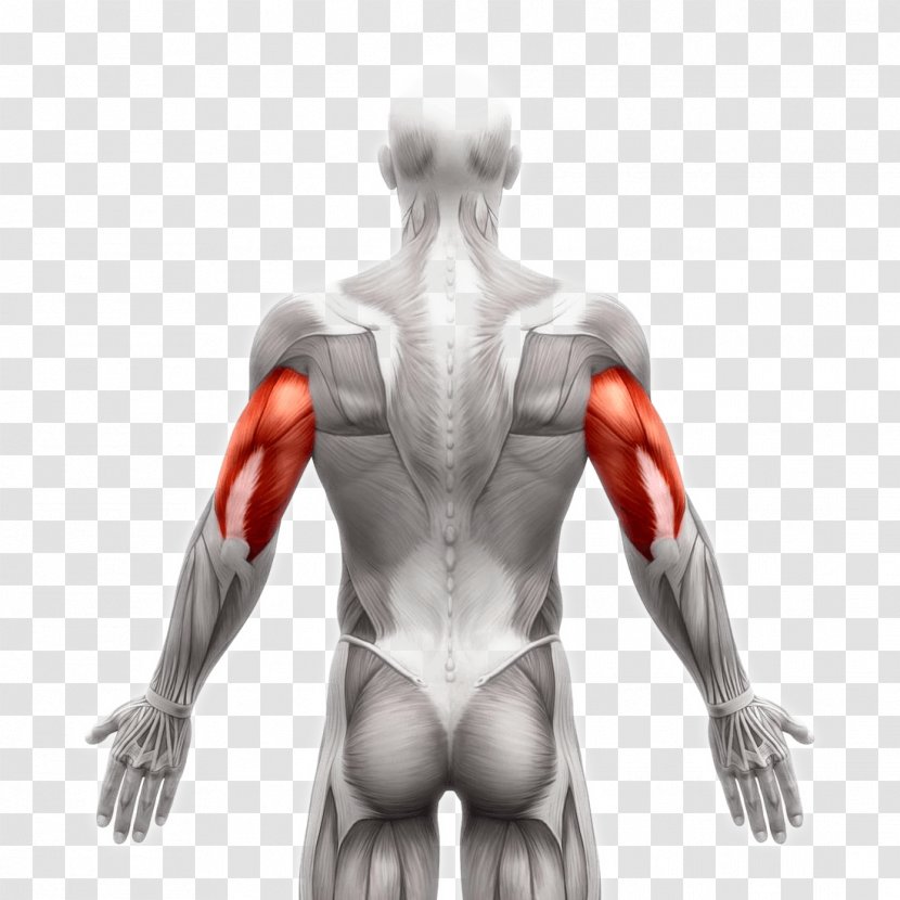 Latissimus Dorsi Muscle Stock Photography Image Human Body - Flower - Erector Spinae Muscles Transparent PNG