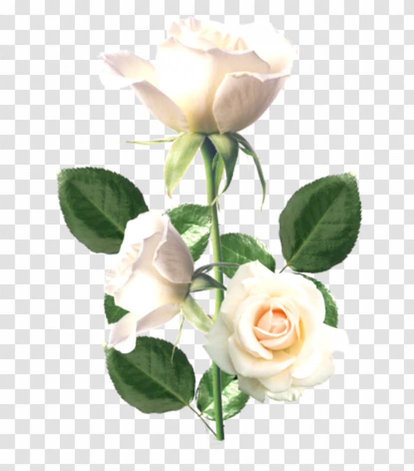 Flower Icon - Gardenia - Flowers Creative Background Material,Beautiful White Rose Transparent PNG