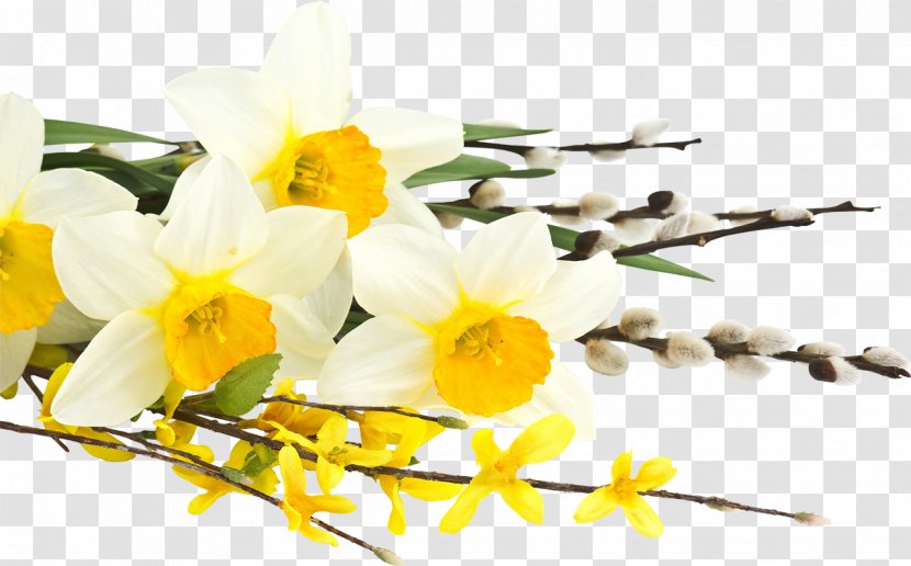 Daffodil Flower Bouquet Tulip Desktop Wallpaper - Petal - Lily Of The Valley Transparent PNG