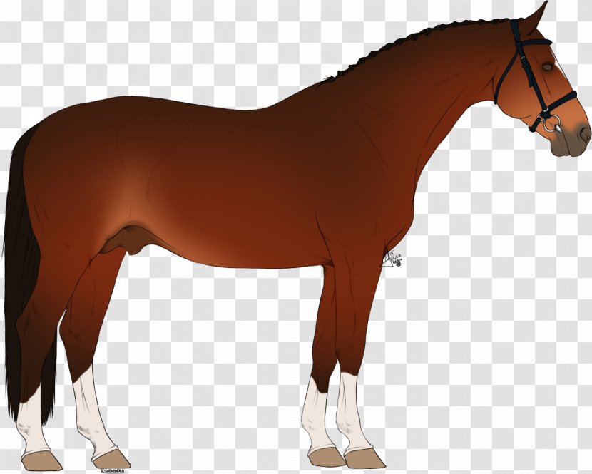 Horse Pony Stallion Rein Mare Transparent PNG