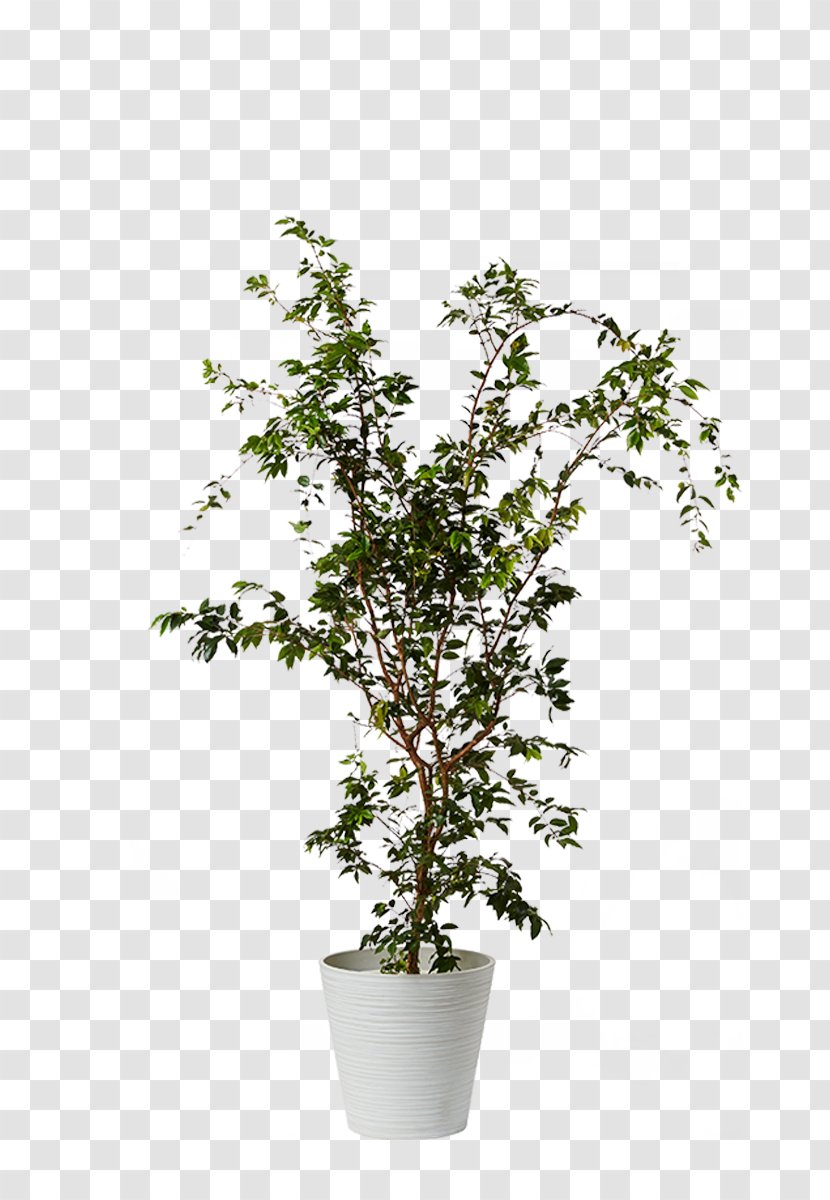 Proteas Houseplant Myrtle Family Dwarf Umbrella Tree - Plant Transparent PNG