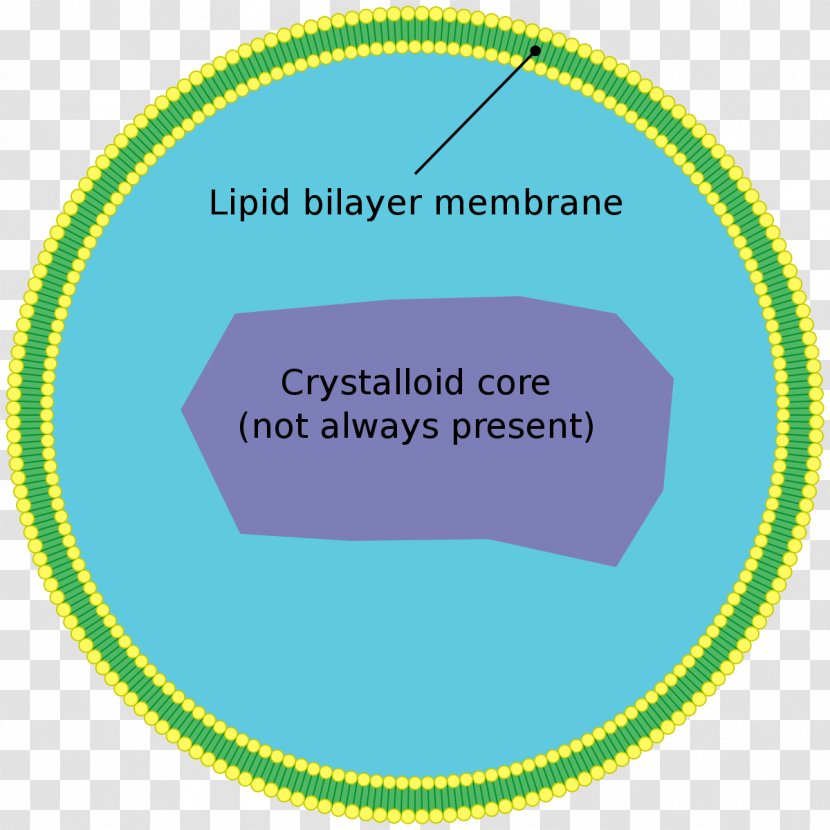 Peroxisome Cell Very Long Chain Fatty Acid Organelle Biological Membrane - Catabolism - Text Transparent PNG