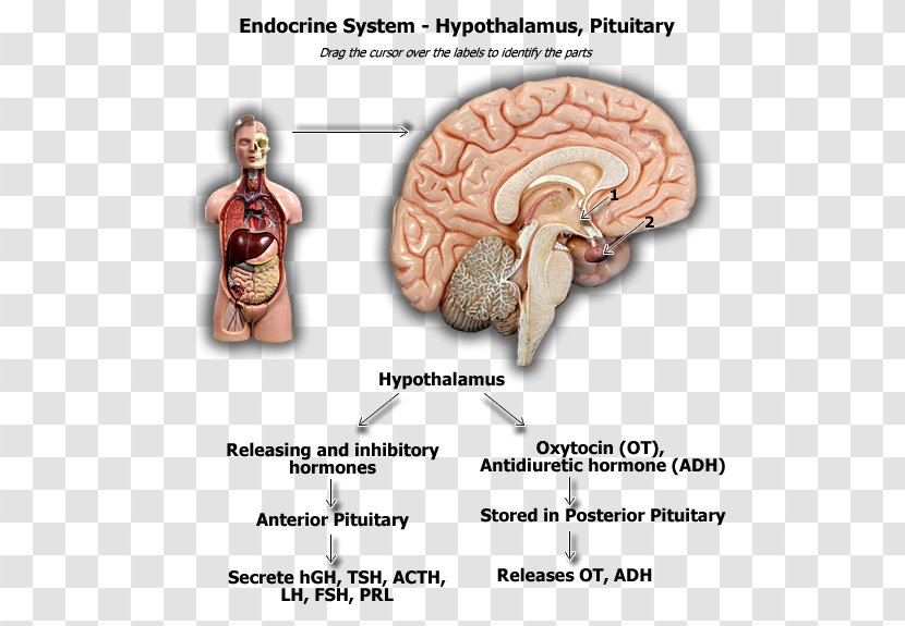 Brain Pituitary Gland Hypothalamus Hypophyseal Portal System Anterior - Flower Transparent PNG