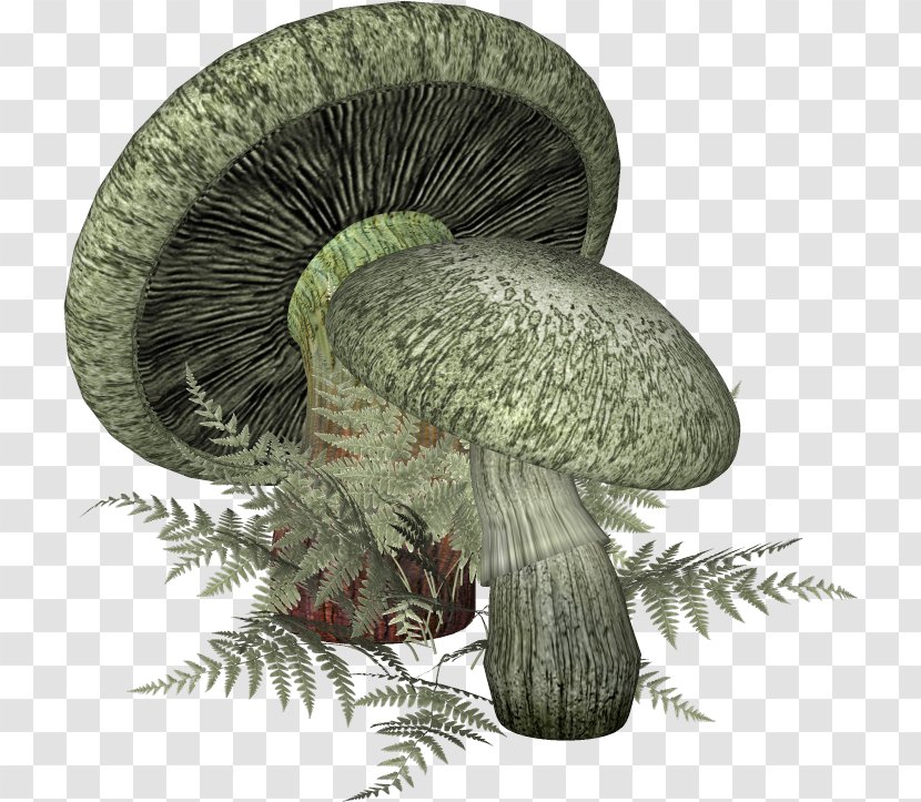 Mushroom Fungus Blog - Organism Transparent PNG