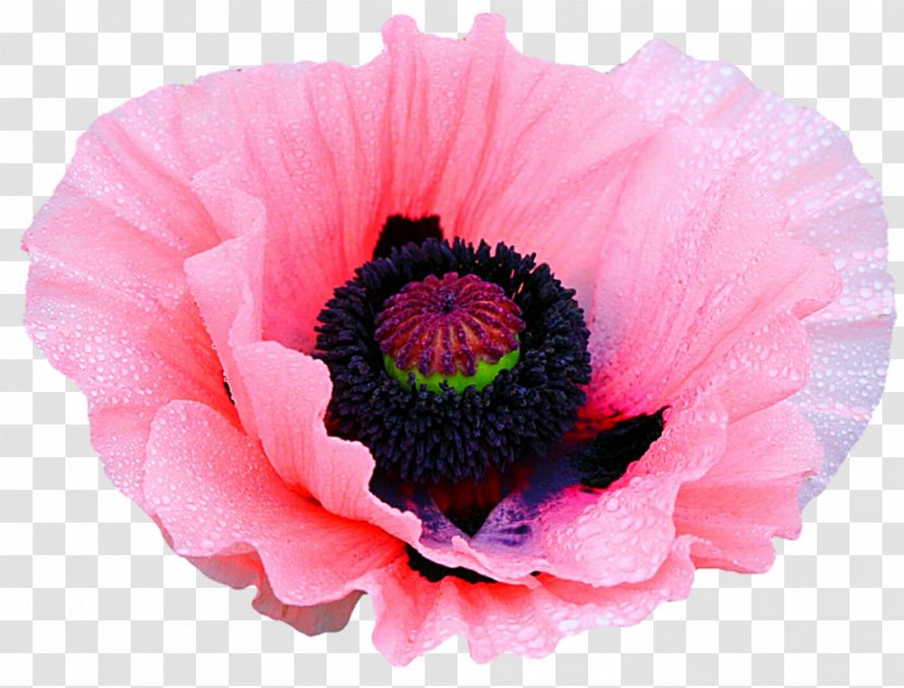 Poppy Flower Clip Art - Family - Pink Transparent PNG