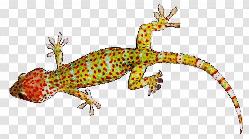 Gecko Lizard Amphibians Fauna Terrestrial Animal Transparent PNG