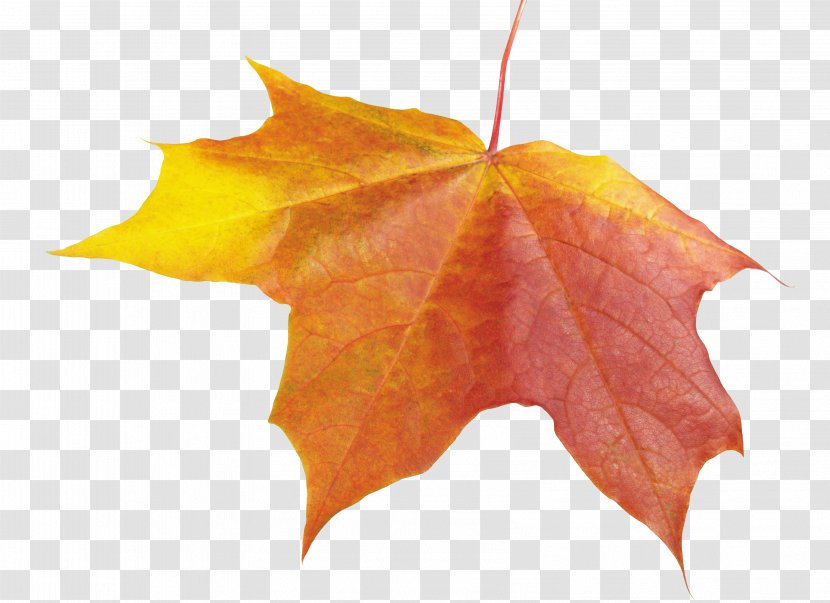 Maple Leaf Icon - Symmetry - Autumn Transparent PNG