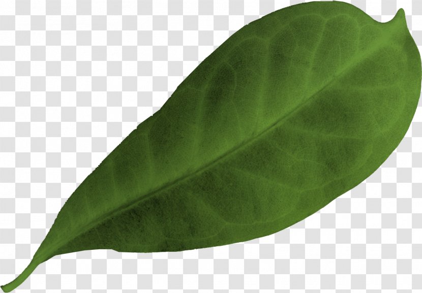 Leaf - Plant - Green Leaves. Transparent PNG
