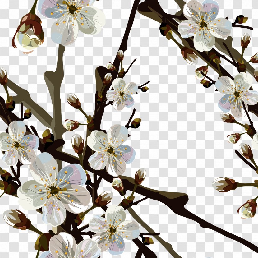Cherry Blossom Wallpaper - Twig - Spring Transparent PNG