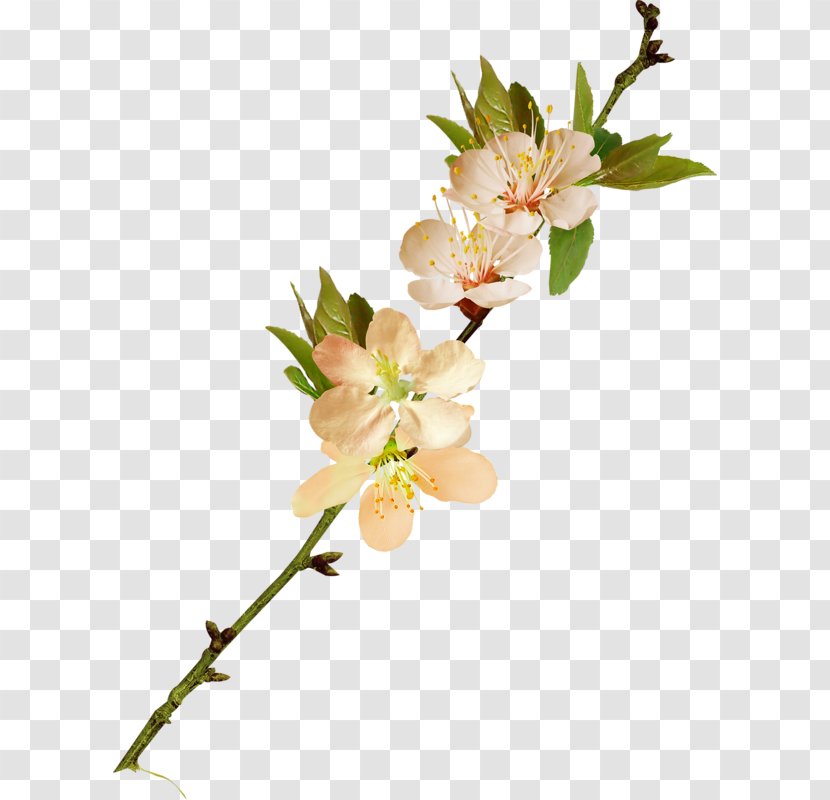 Flower Photography Catkin - Branch Transparent PNG