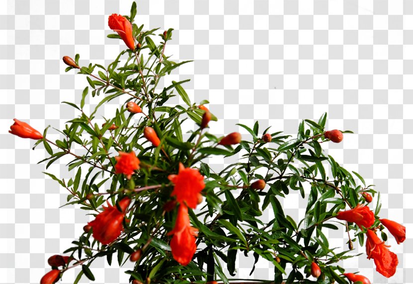 Birds Eye Chili U5e38u898bu82b1u5349 Pomegranate Bonsai - Plant - Free To Pull The Material Tree Picture Transparent PNG