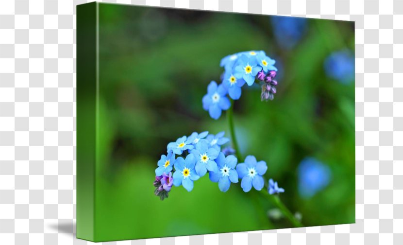 Scorpion Grasses Stock Photography Flowers In Close Up - Forget Me Not Day Transparent PNG