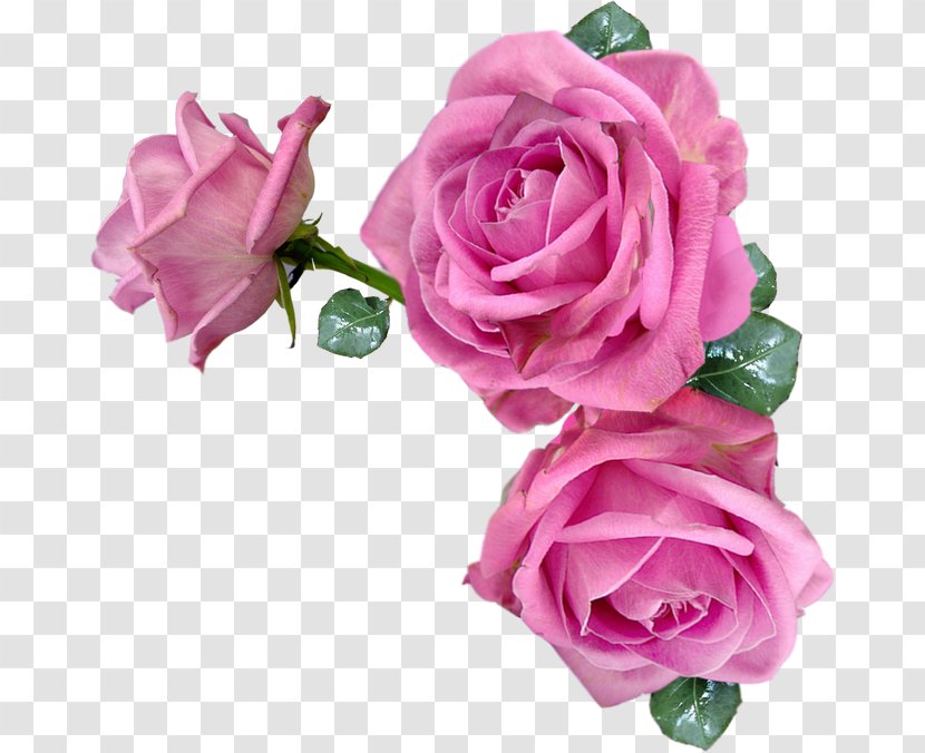 Rose Pink Flowers - Plant Transparent PNG