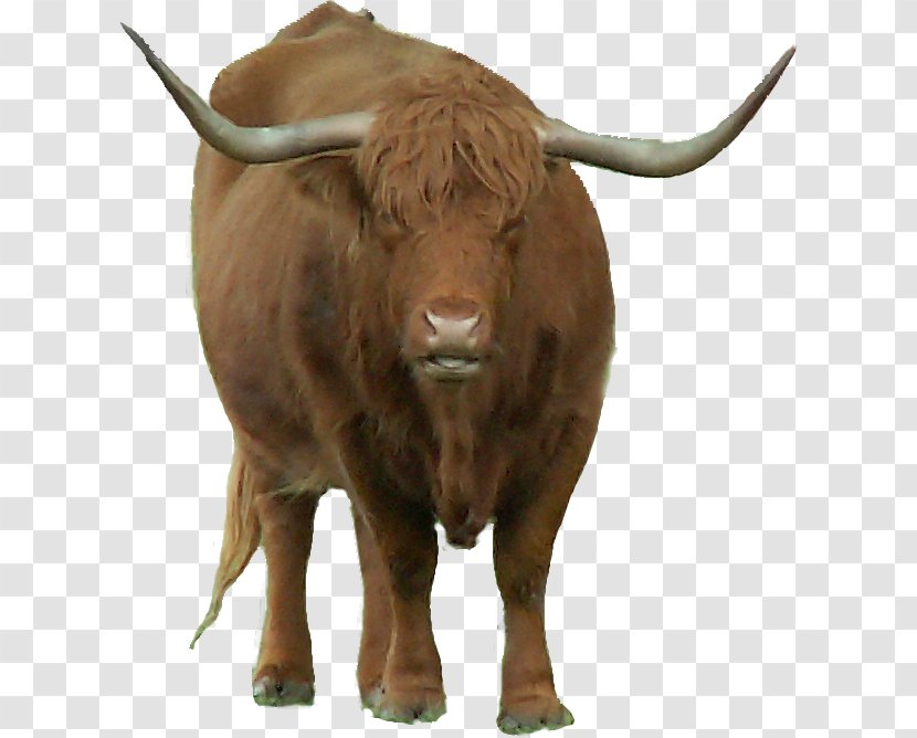 Bull Cattle Bison Ox Horn - Wildlife Transparent PNG