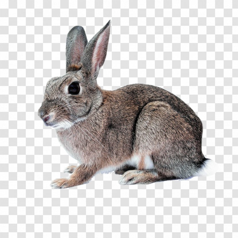 Hare Domestic Rabbit White Cruelty-free Easter Bunny - Animal Transparent PNG