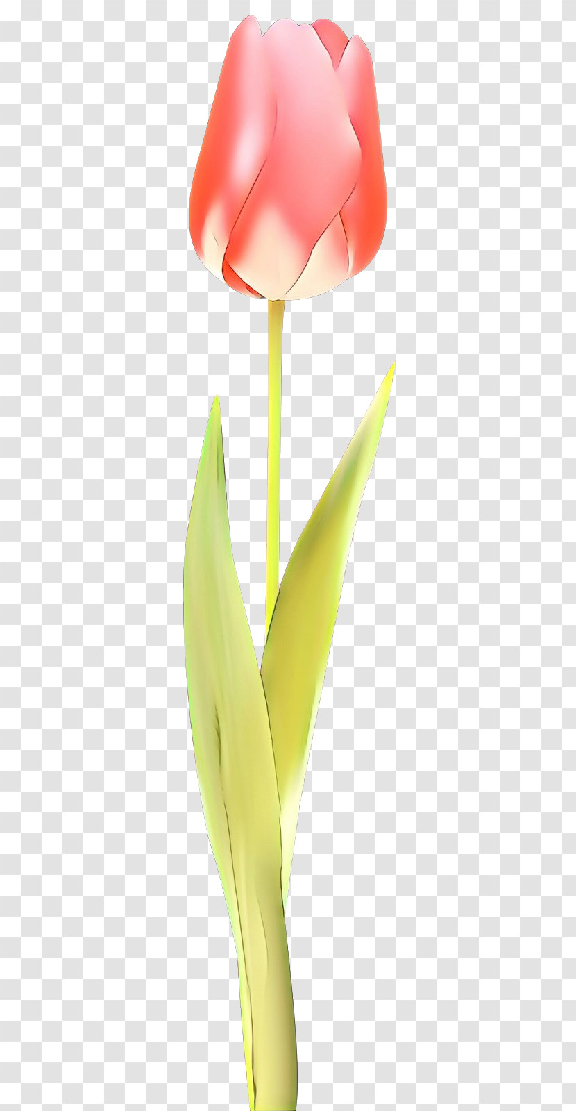 Leaf Yellow Plant Flower Anthurium Transparent PNG