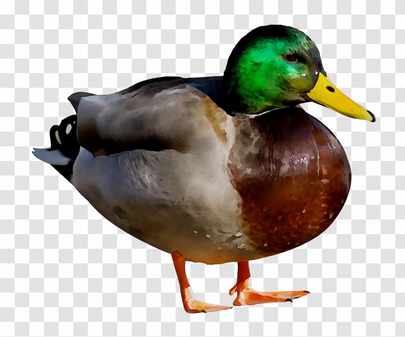 Mallard Donald Duck Bird Glogster - Vertebrate Transparent PNG