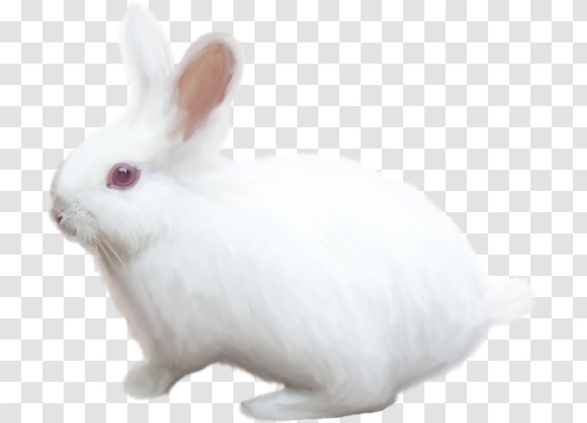 Domestic Rabbit White Hare - Mammal Transparent PNG