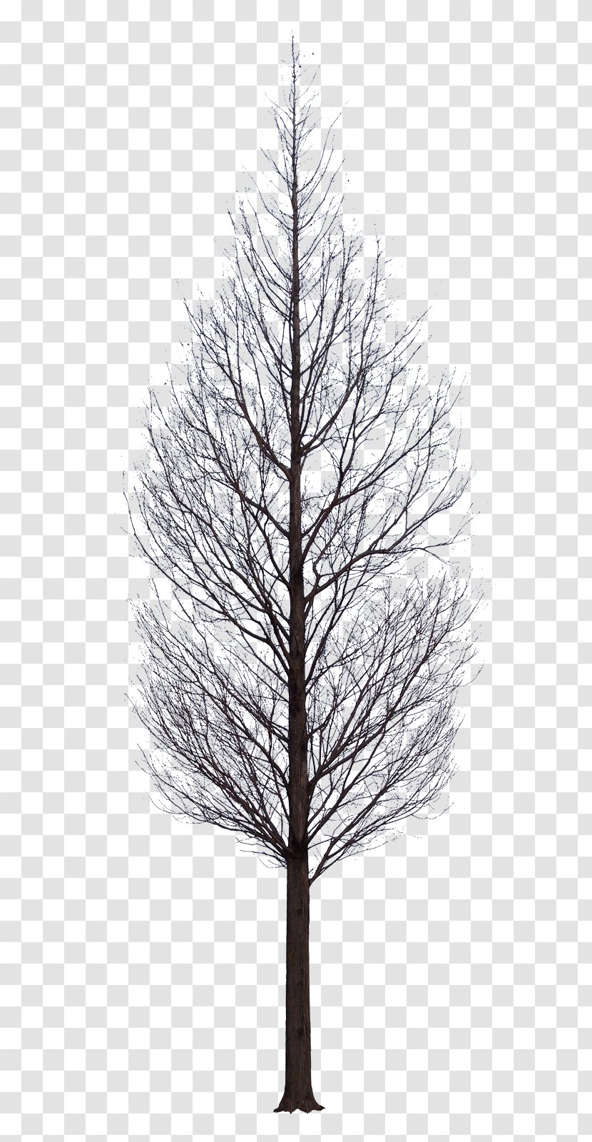 Artificial Christmas Tree Light Branch - Black And White - Snow Transparent PNG