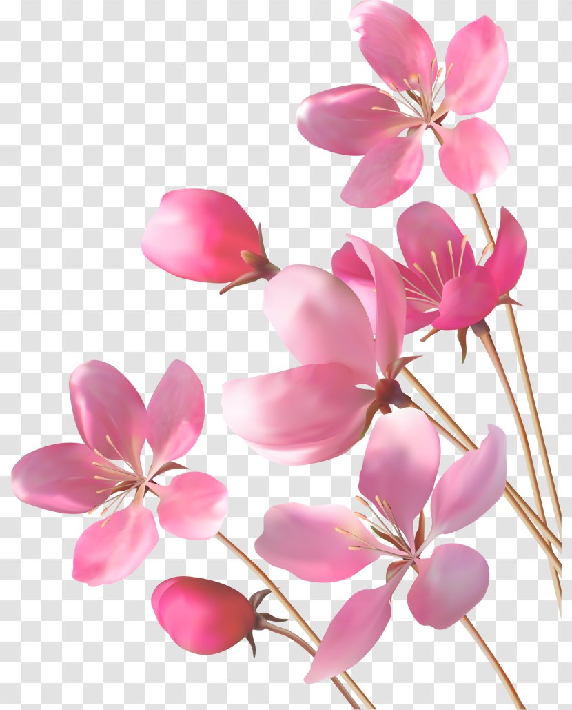 Desktop Wallpaper Pink Flowers - A Beautiful Roommate Who Receives Transparent PNG