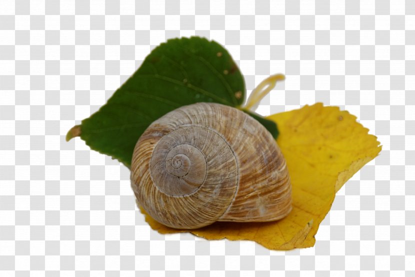 Autumn Leaves Gastropods Snail Leaf - Snails And Slugs Transparent PNG