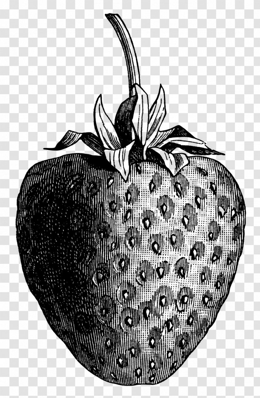 Wild Strawberry De Historia Stirpium Commentarii Insignes Clip Art - Fragaria Transparent PNG