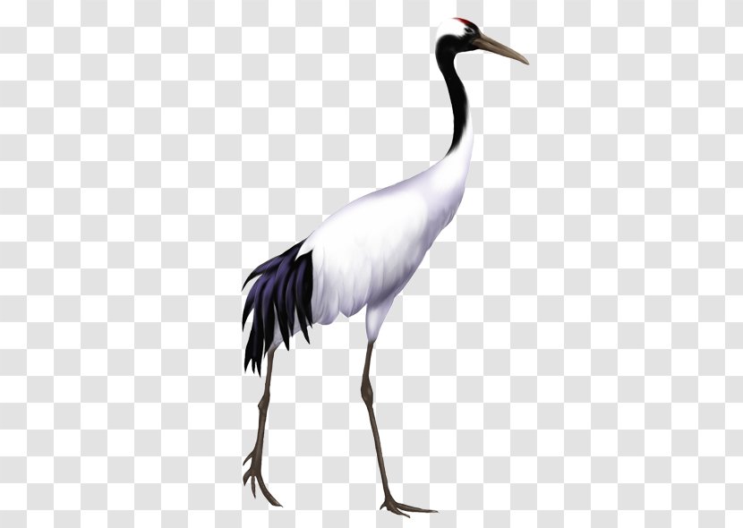Bird Red-crowned Crane Grey Crowned Stork Whooping - Wing Transparent PNG