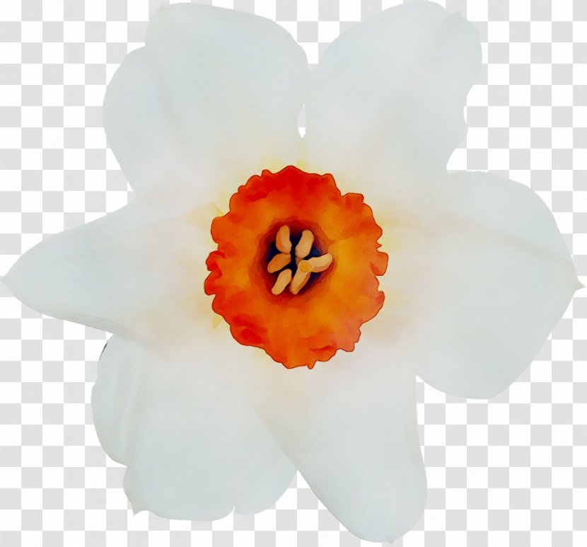 Narcissus Moth Orchids - Amaryllis Family - Petal Transparent PNG