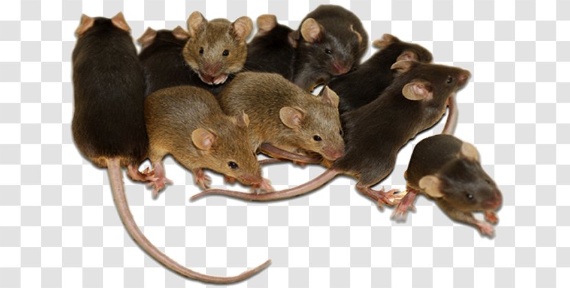 Rodent Mouse Rat Cockroach Pest Control - House Transparent PNG