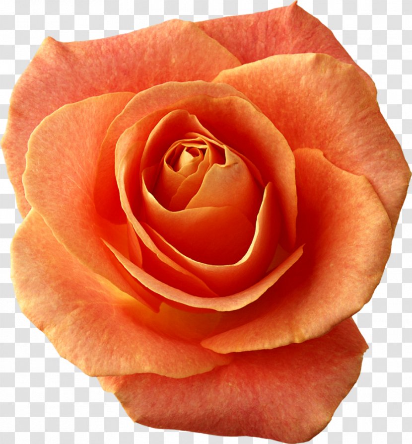 Garden Roses Clip Art China Rose Image - Order - Peach Transparent PNG