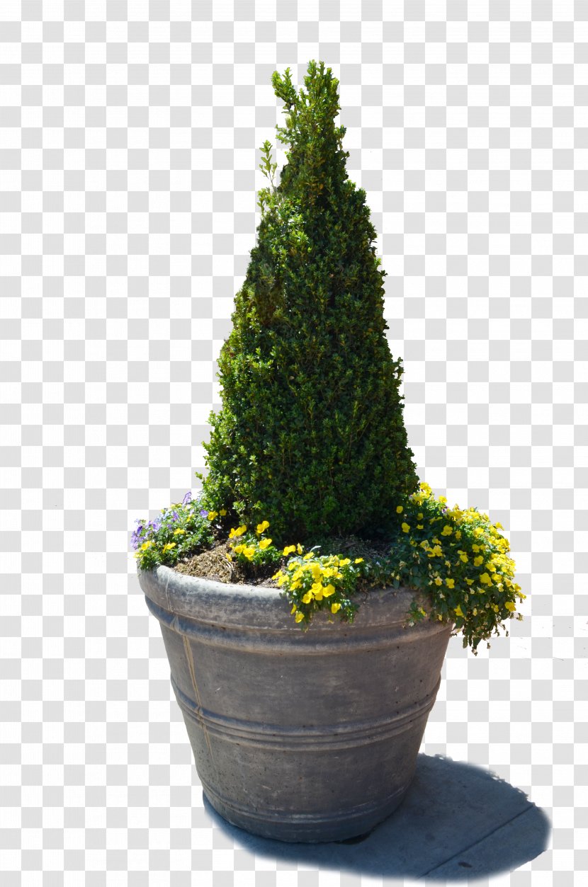 Tree Flowerpot Vase English Yew - Cypress Family Transparent PNG
