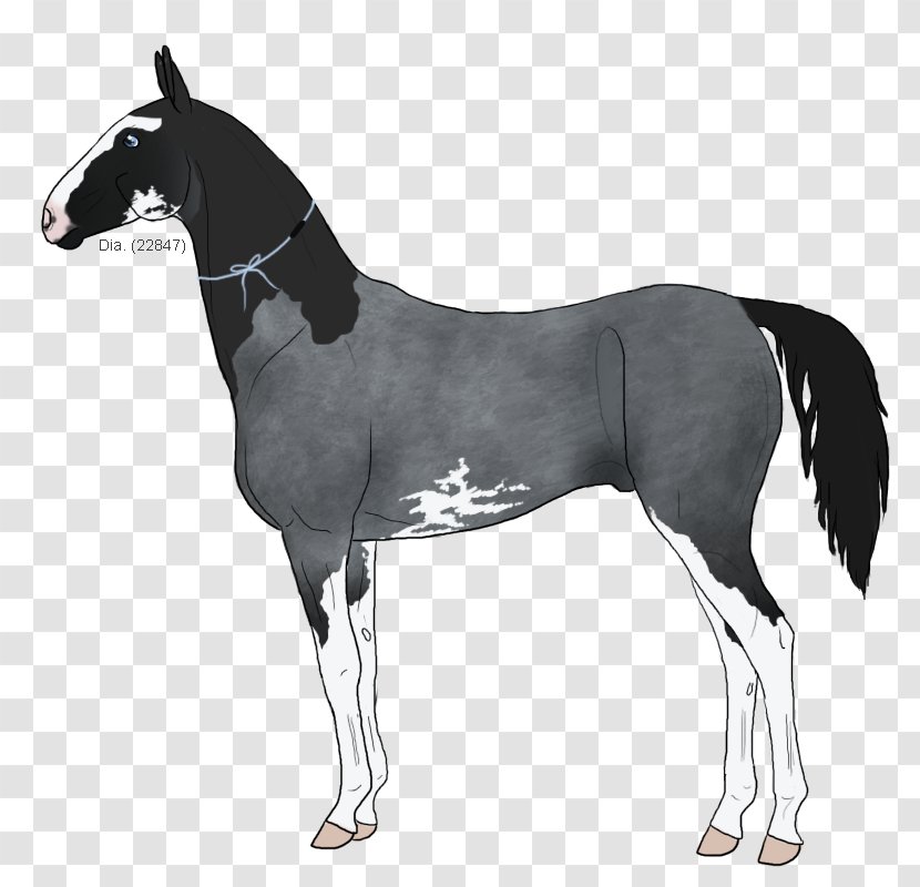 Stallion Mustang Foal Mare Colt - Yonni Meyer Transparent PNG
