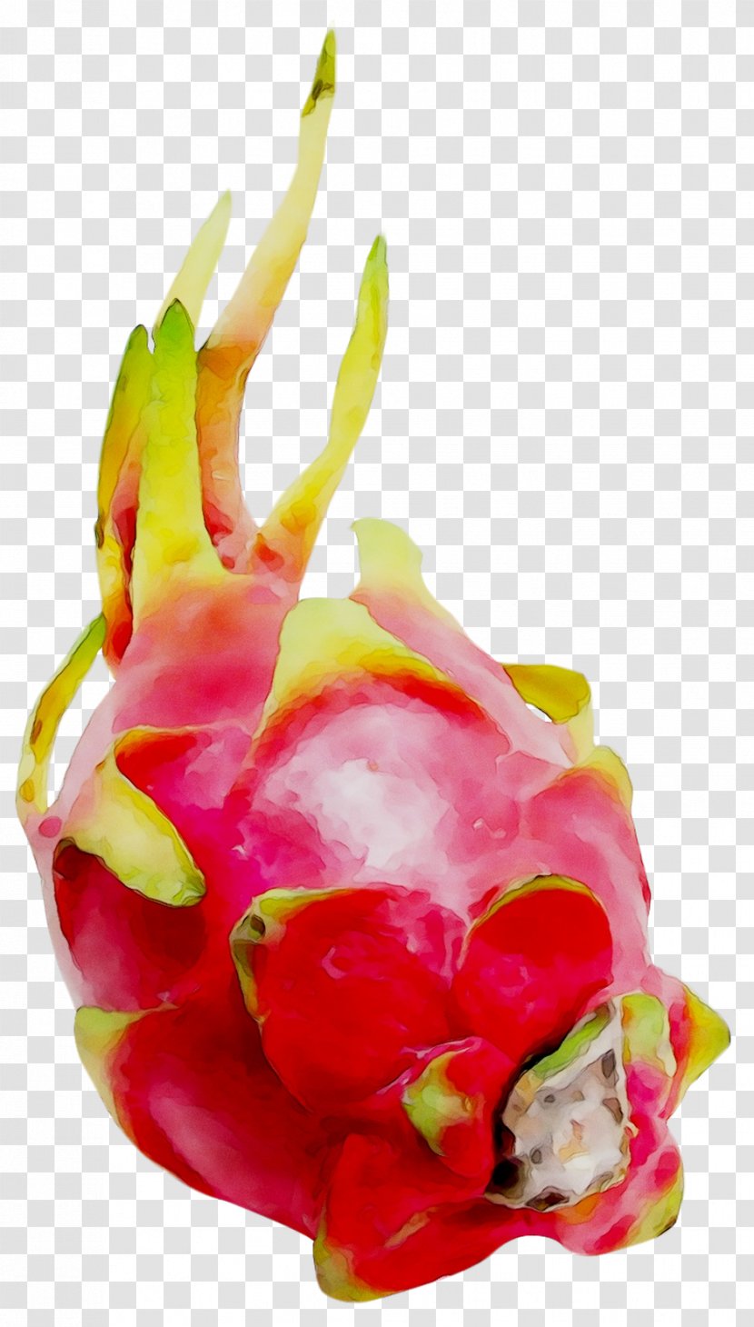 Stock.xchng Pitaya Royalty-free Image Stock Photography - Royalty Payment - Leaf Transparent PNG