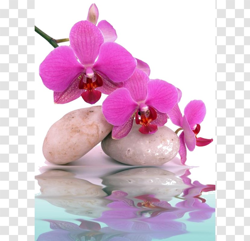 Orchids Mural Day Spa Wallpaper - Plant - Orchidee Transparent PNG