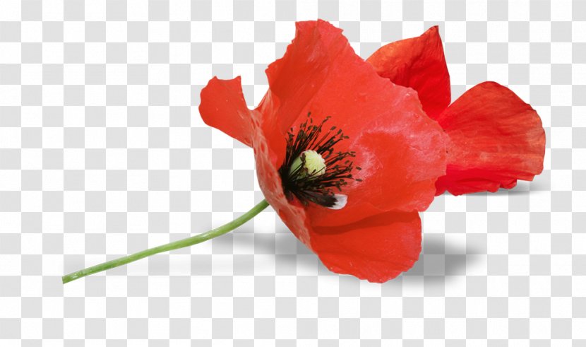 South Australia Armistice Day Remembrance Poppy Anzac - Petal Transparent PNG