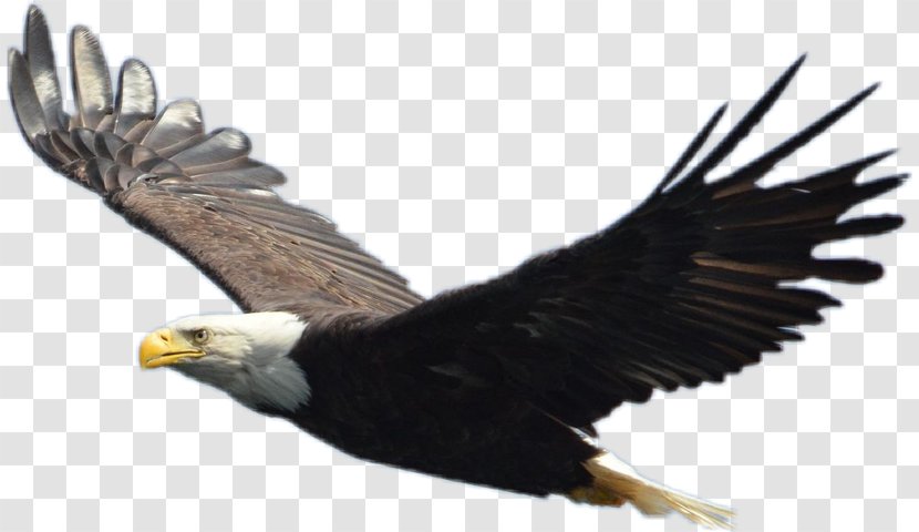 Bald Eagle Bird Nest - Juvenile Transparent PNG