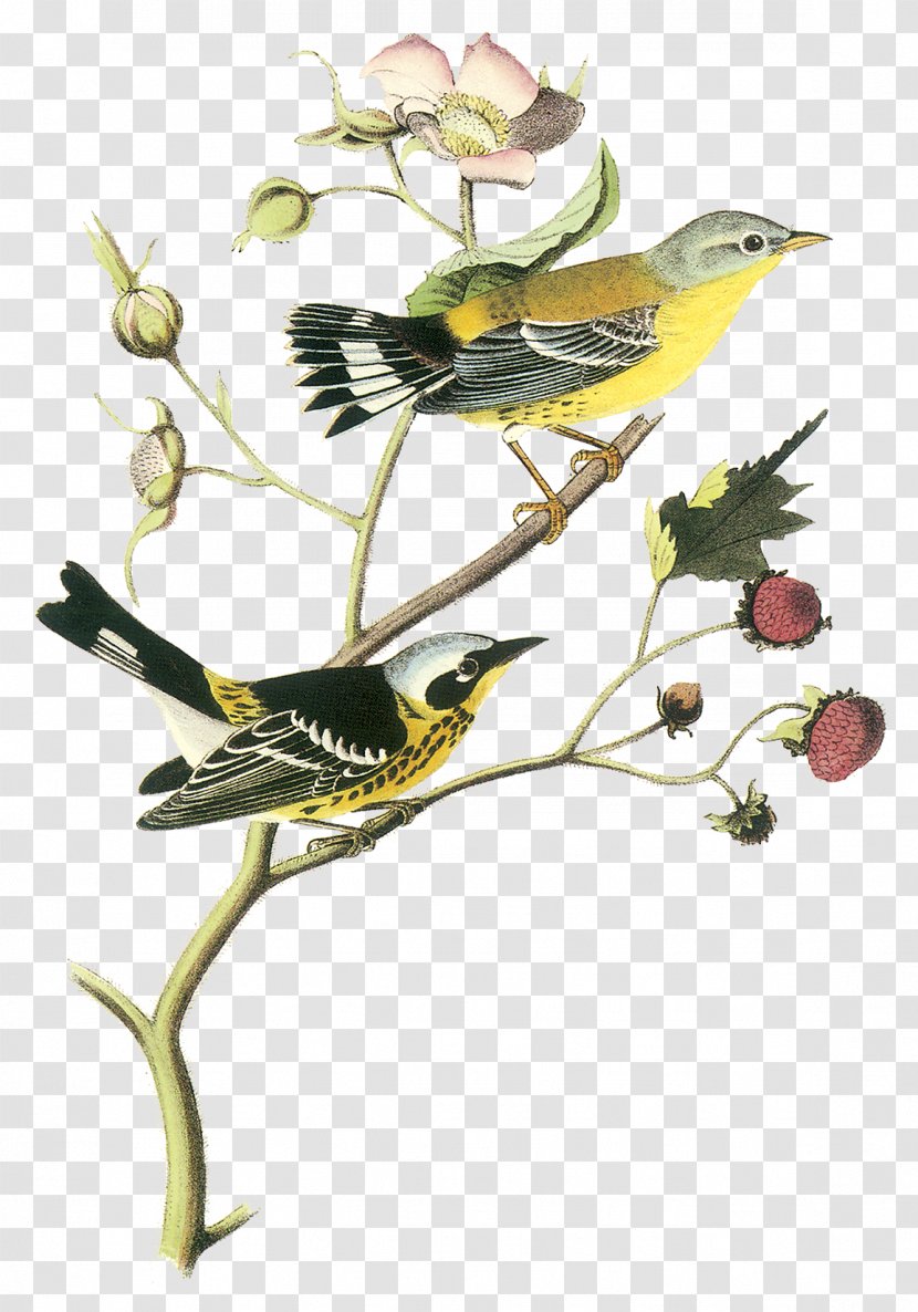 The Birds Of America New World Warblers National Audubon Society Printing - Poster - Bird Transparent PNG