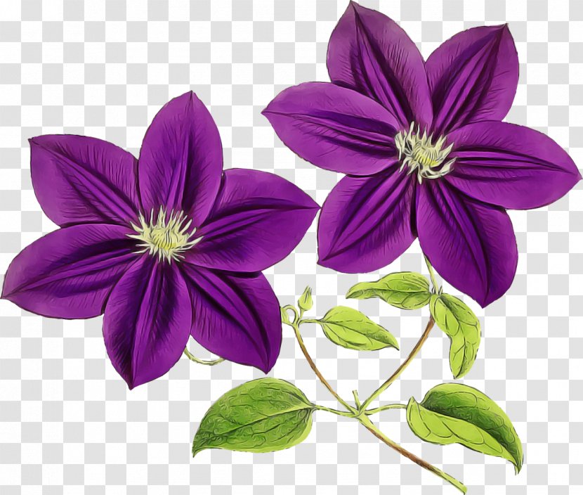 Flower Petal Plant Purple Flowering - Melastome Family - Wood Sorrel Transparent PNG