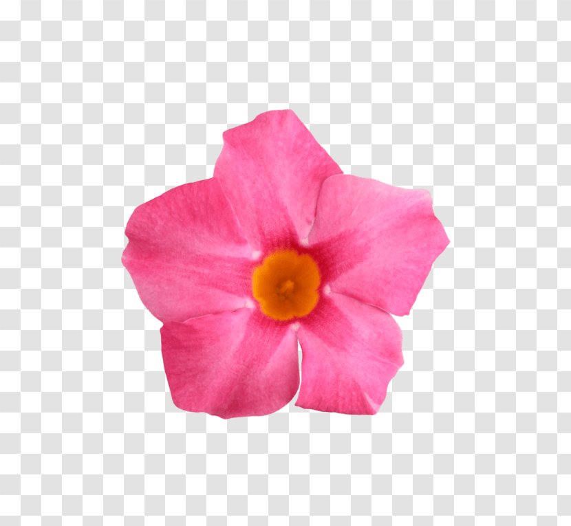 Rocktrumpet Flower Petal Rose - Malvales Transparent PNG