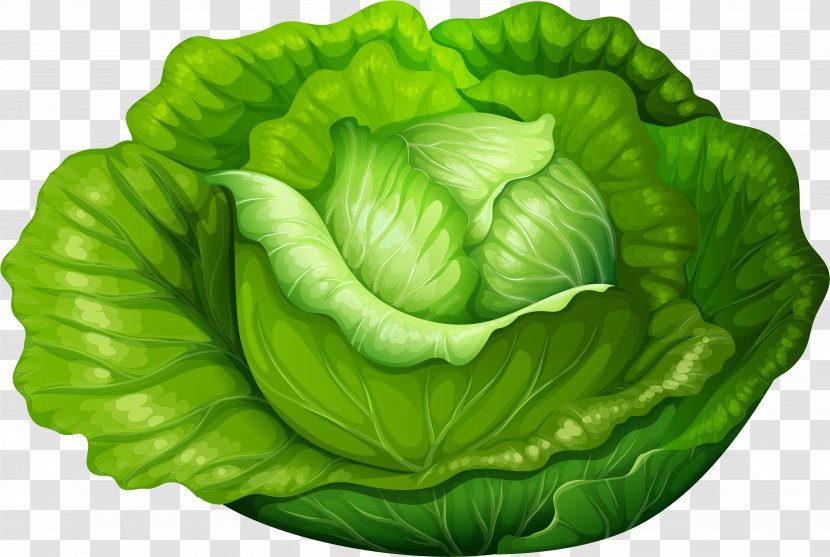 Cabbage Leaf Green Vegetable Lettuce - Romaine Plant Transparent PNG